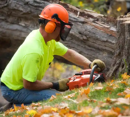 tree services Hoopers Creek